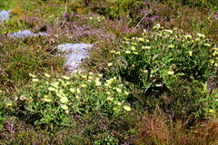 Schlagintweitia intybacea