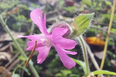Silene dioica