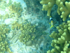 Chaetodon lunula