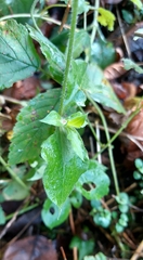 Silene dioica