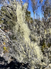 Usnea barbata