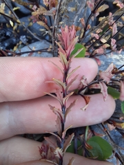 Epilobium melanocaulon