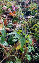 Silene dioica
