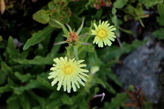 Schlagintweitia intybacea