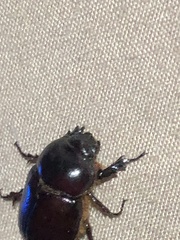 Pentodontini