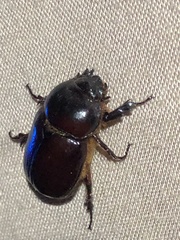 Pentodontini