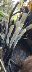 Xylaria hypoxylon