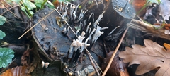 Xylaria hypoxylon