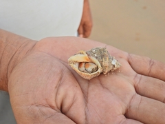 Caenogastropoda