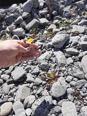 Hieracium lepidulum
