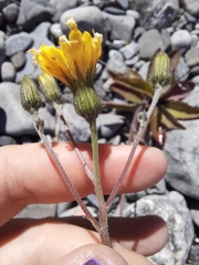 Hieracium lepidulum