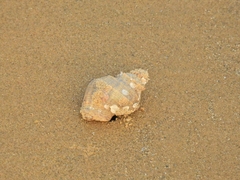 Caenogastropoda