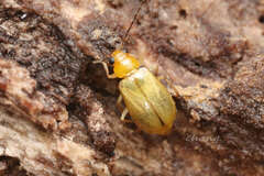 Paridea