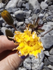 Hieracium lepidulum