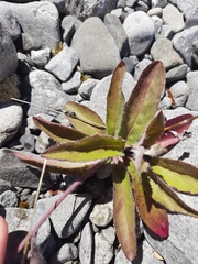 Hieracium lepidulum