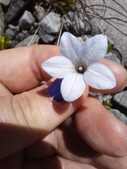 Wahlenbergia albomarginata