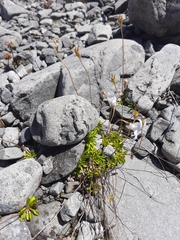 Wahlenbergia albomarginata