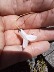 Wahlenbergia albomarginata