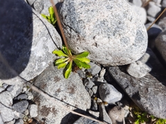Wahlenbergia albomarginata