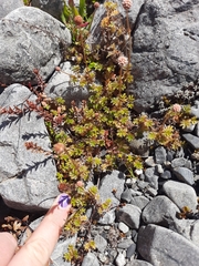 Acaena anserinifolia