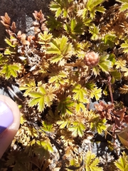 Acaena anserinifolia