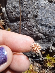 Acaena anserinifolia