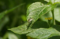 Chariesterus antennator