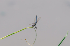 Urothemis edwardsii