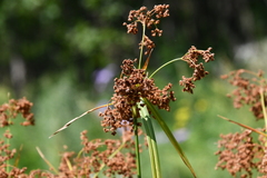 Scirpus lushanensis