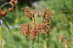 Scirpus lushanensis