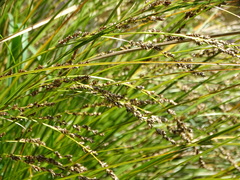 Carex secta