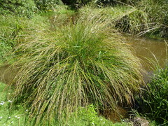 Carex secta