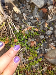 Veronica decora