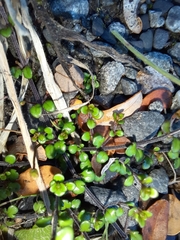 Veronica decora