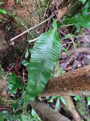 Leptochilus wrightii