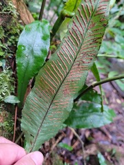 Leptochilus wrightii