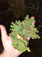Yarrumia colensoi