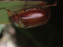 Melolonthini