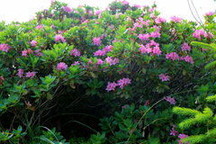 Rhododendron hirsutum