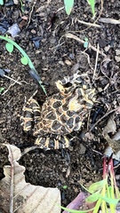 Tomopterna tuberculosa