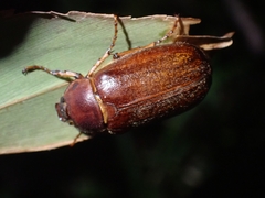 Melolonthini
