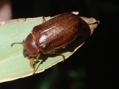 Melolonthini