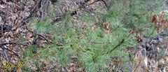 Pinus densiflora