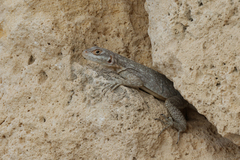 Oplurus quadrimaculatus