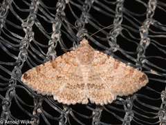 Heteropalpia acrosticta