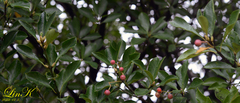 Euonymus japonicus