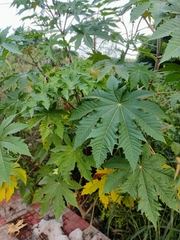 Ricinus communis