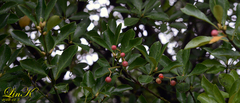 Euonymus japonicus