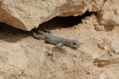 Oplurus quadrimaculatus