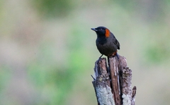 Pterorhinus ruficollis